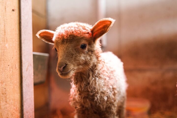 Die Fütterung von Schafen: Einen sauberen Futterplatz schaffen